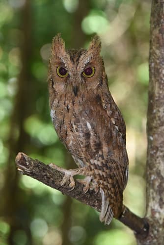 Madagascar Scops-Owl