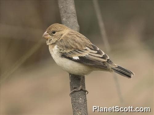Chestnut-throated Seedeater