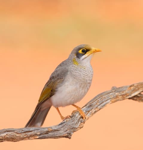 Yellow-throated Miner