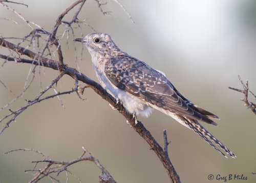 Pallid Cuckoo