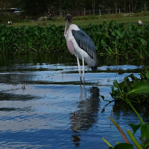 Marabou Stork