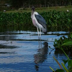 Marabou Stork