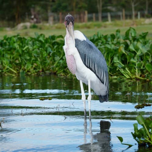 Marabou Stork