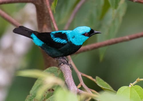 Scarlet-thighed Dacnis