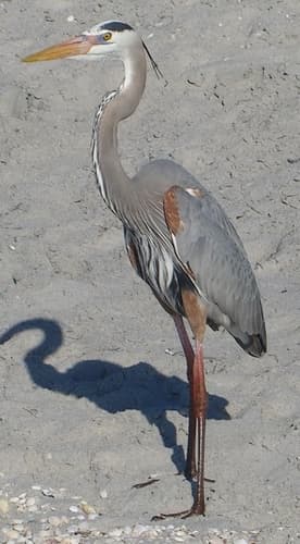 Great Blue Heron