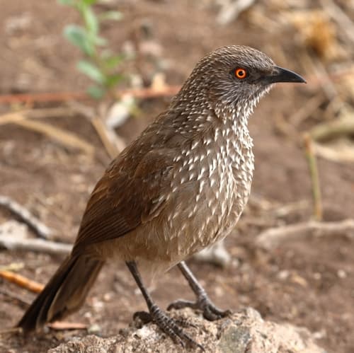 Arrow-marked Babbler