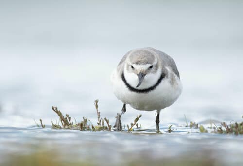 Wrybill