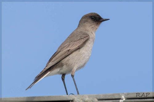 Dark-faced Ground-Tyrant