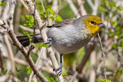 Verdin