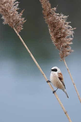 Eurasian Penduline-Tit