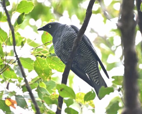 Barred Cuckooshrike