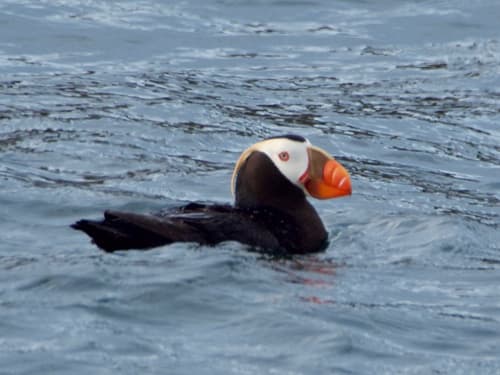 Tufted Puffin
