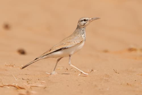 Greater Hoopoe-Lark