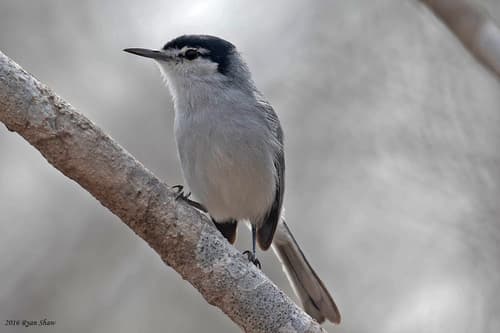 White-lored Gnatcatcher