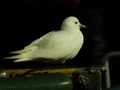 Ivory Gull