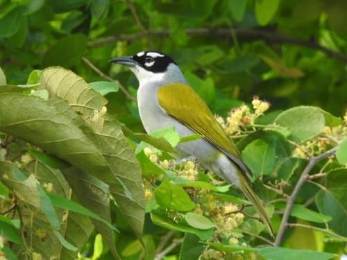 Black-crowned Palm-Tanager