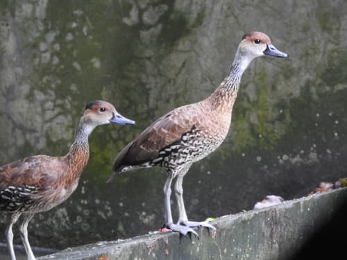 West Indian Whistling-Duck