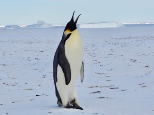 Emperor Penguin