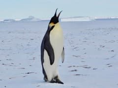 Emperor Penguin