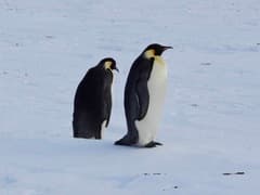 Emperor Penguin