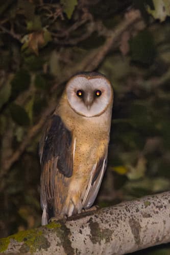 Barn Owl