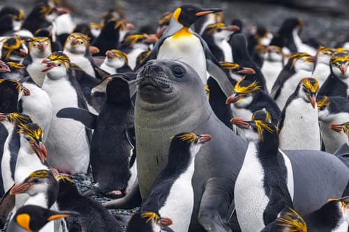 King Penguin