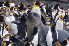 King Penguin