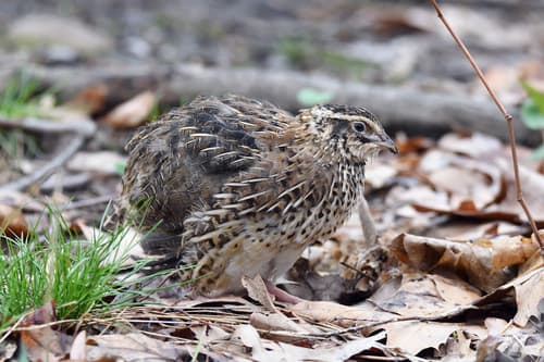 Japanese Quail