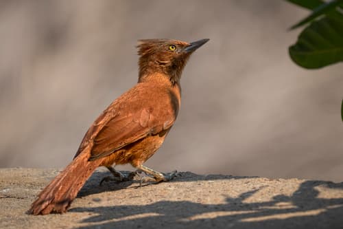 Rufous Cacholote