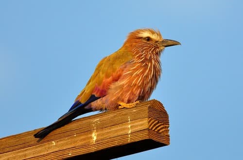 Purple Roller
