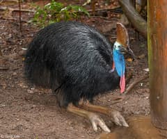 Southern Cassowary
