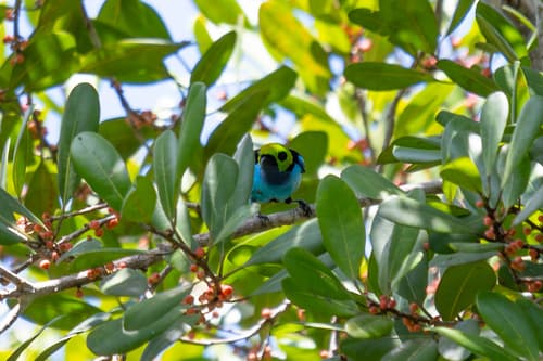 Paradise Tanager