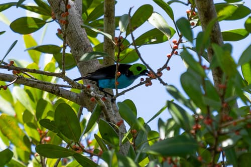 Paradise Tanager