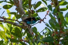 Paradise Tanager