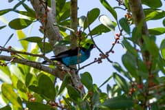 Paradise Tanager