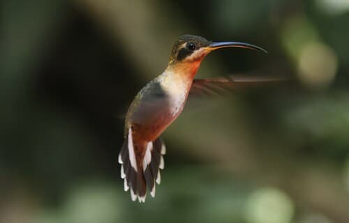 Band-tailed Barbthroat