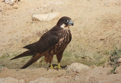 Eleonora's Falcon