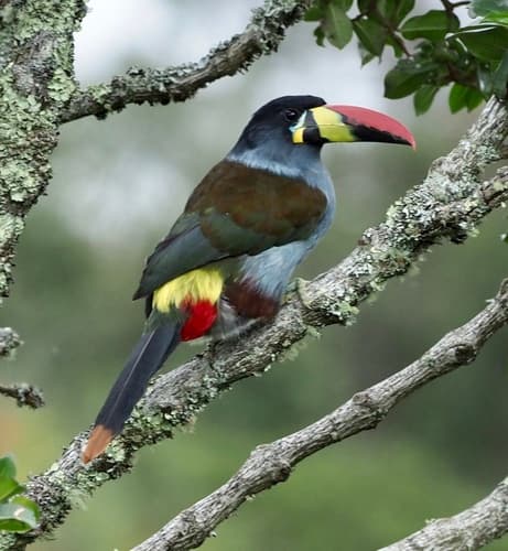 Gray-breasted Mountain-Toucan