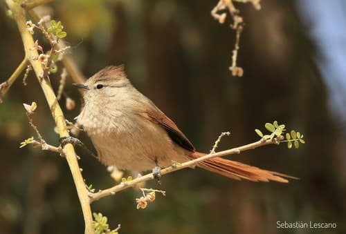 Brown-capped Tit-Spinetail