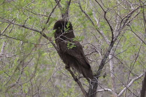Great Grey Owl