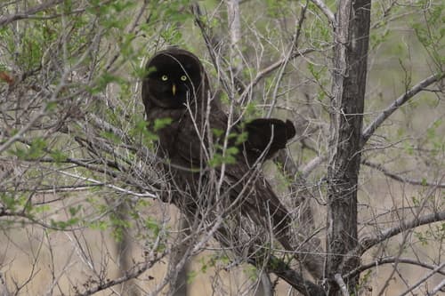 Great Grey Owl