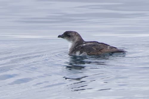 Common Diving Petrel