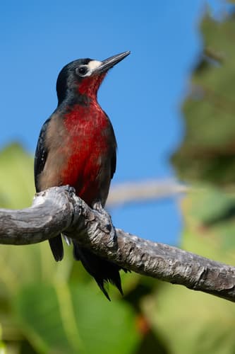 Puerto Rican Woodpecker
