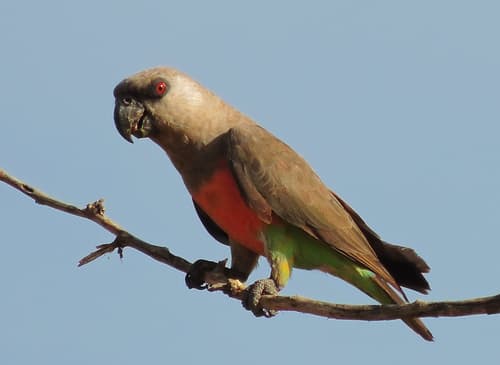 Red-bellied Parrot