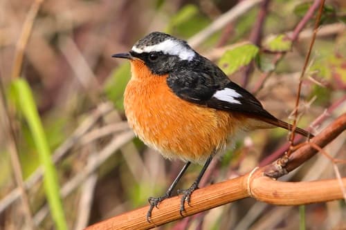 Moussier's Redstart