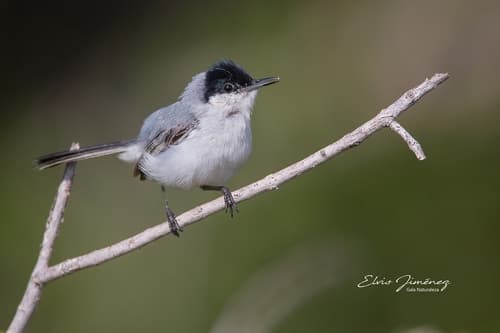 Yucatán Gnatcatcher