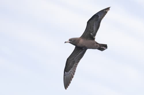 Flesh-footed Shearwater
