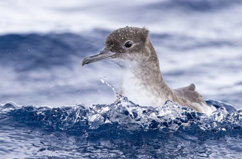 Fluttering Shearwater