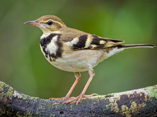 Forest Wagtail