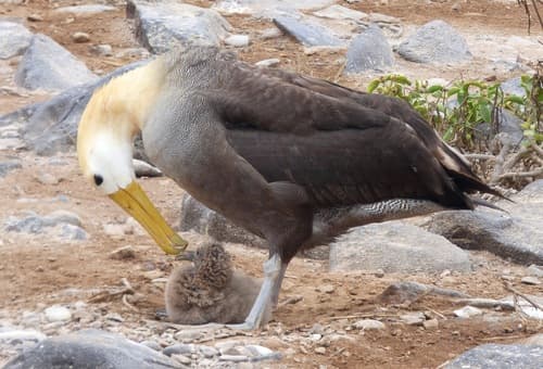 Waved Albatross